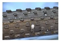 Герметик Squirt SEAL BeadBlock® 5 л. + 100 мл. c гранулами 4